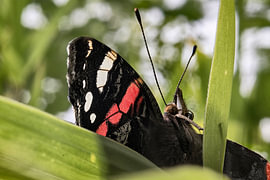 Atalanta im Grünen – Nahaufnahme eines rot-schwarzen Schmetterlings bei natürlichem Licht von Elianne van Turennout