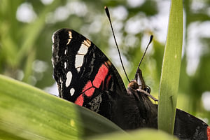 Atalanta im Grünen – Nahaufnahme eines rot-schwarzen Schmetterlings bei natürlichem Licht