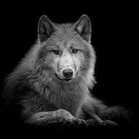 Wolf van Jessica Blokland van Diën