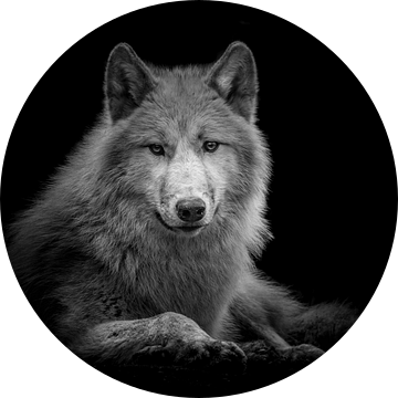 Wolf van Jessica Blokland van Diën