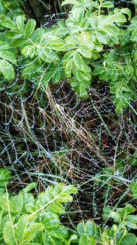 Spinnenweb met regendruppels