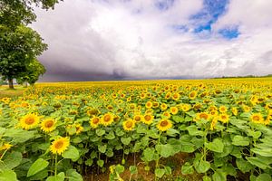 Sonnenblumen