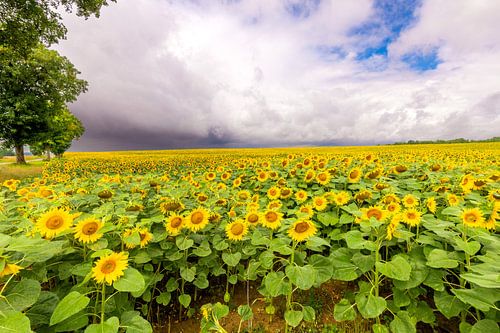 Zonnebloemen