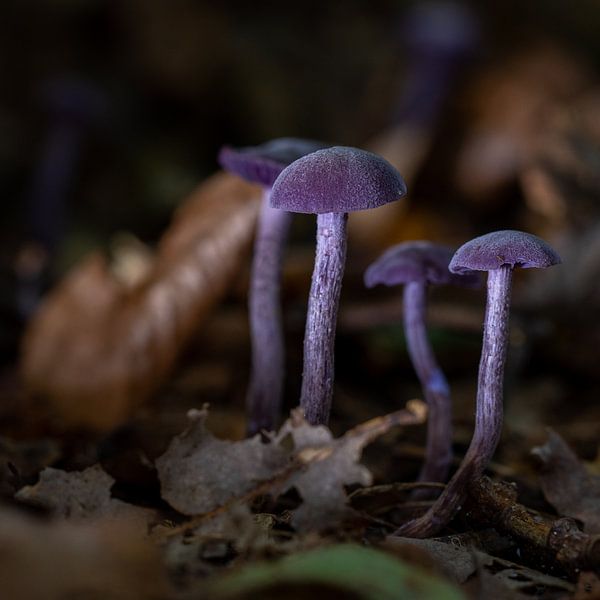 Paddenstoelen van Robbert De Reus