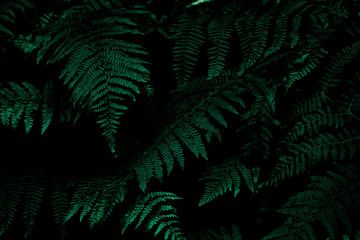 Fern by Joris Machholz