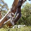 Cute sleeping baby koala in Queensland Australia sitting in eucalyptus tree. by Tjeerd Kruse