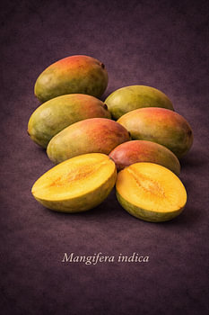 La mangue. Un fruit tropical