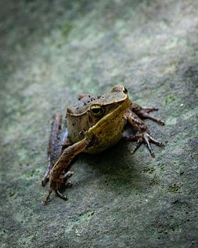 Frosch in Costa Rica