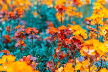 Celandine - Erysimum Constante vrolijkheid van Mixed media vector arts