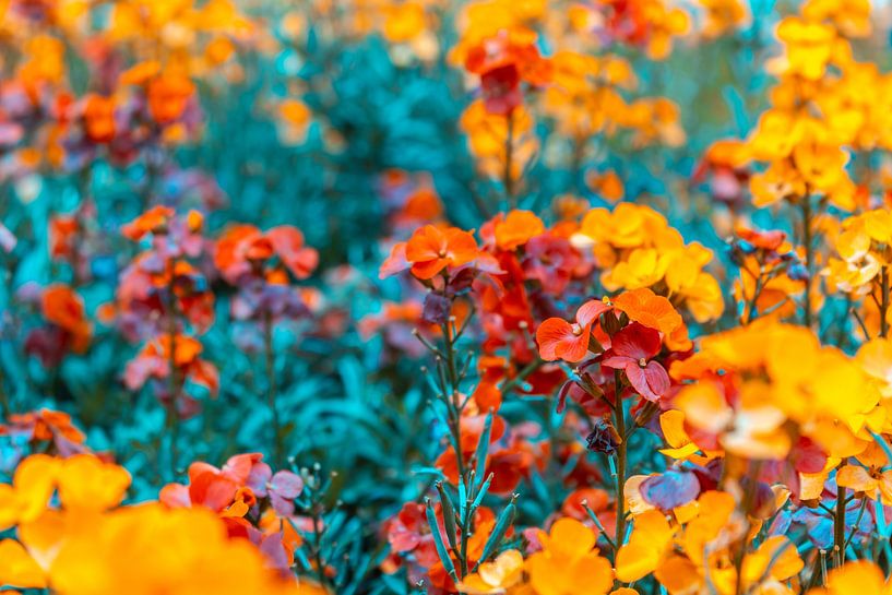 Pédoncule - Erysimum Constant Cheer par Mixed media vector arts