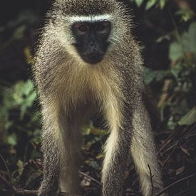 Aap in Nationaal park Kruger. van Niels Jaeqx