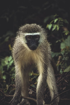 Affe im Kruger National Park.