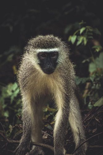 Aap in Nationaal park Kruger. van Niels Jaeqx