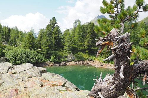Het Engadin-gebergte biedt een harmonieuze mix van alpine vlakten, kristalheldere meren en zachte lariksbossen. Het landschap is overspoeld met licht, vredig en majestueus tegelijk - een natuurparadijs in het hart van Zwitserland.
