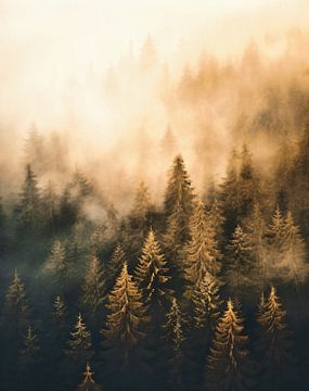 Mystischer Sonnenaufgang im Herbstwald