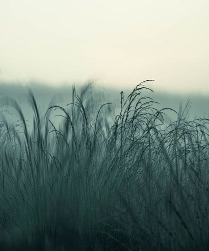 Rozendaalse veld part 16