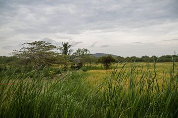 rijstveld, Sri Lanka. van Rony Coevoet