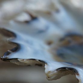 Shell I van Carla Mesken-Dijkhoff