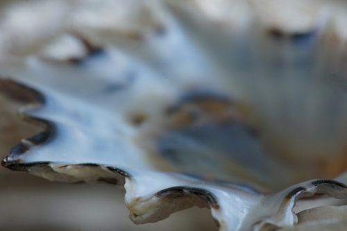 Shell I