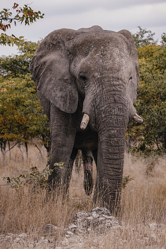 Éléphant