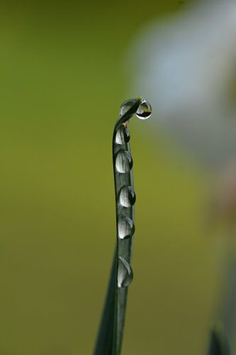 druppels