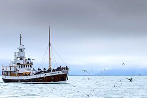 Buckelwal und Touristenboot