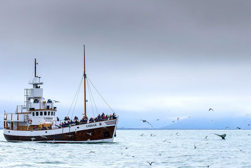 Buckelwal und Touristenboot von Sam Mannaerts