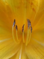 Flora 4