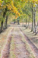 Autumn Colors 