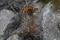 Papillon sur granit