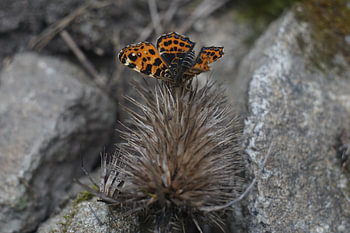 Schmetterling auf Granit