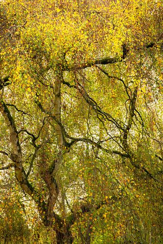 Enchevêtré sur Richard Gouw