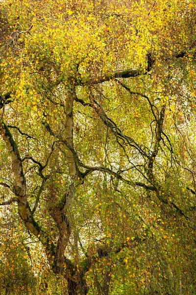 Entangled by Richard Gouw