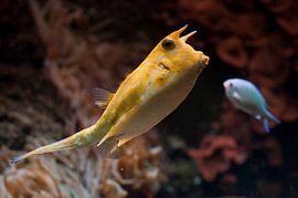 Langhorn-Rüsselfisch :Ouwehands Dierenpark von Loek Lobel