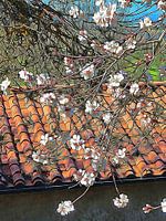 Italiaanse amandelbloesem