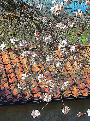 Italiaanse amandelbloesem