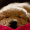 Golden Retriever puppy in slaap van AudFocus - Audrey van der Hoorn