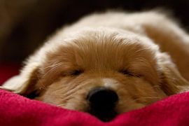 Golden Retriever puppy asleep by AudFocus - Audrey van der Hoorn