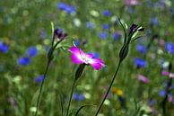 Lentekleur,the colours of spring van richard de bruyn thumbnail