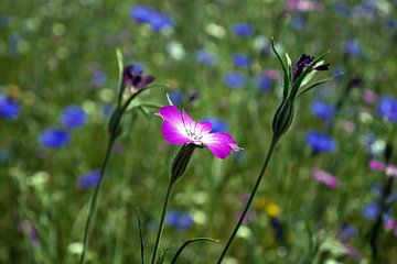 Lentekleur,the colours of spring van richard de bruyn