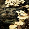 Witte paddenstoelen op een boomstam | Nederland | Natuur- en Landschapsfotografie van Diana van Neck Photography