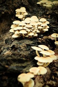 Witte paddenstoelen op een boomstam | Nederland | Natuurfotografie