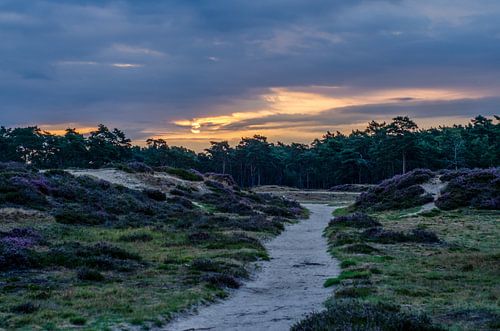 Lever de soleil sur les landes
