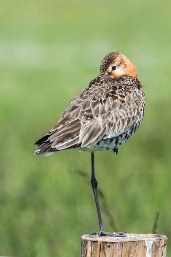 Black-tailed godwit