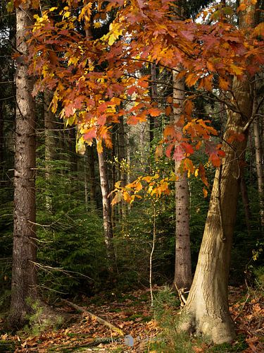Forest at Lonnekerberg