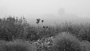 Stille auf dem silbernen Feld.