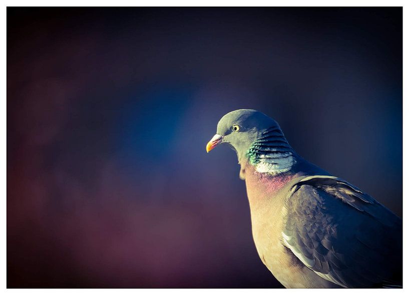 Matin violet par EFFEKTPHOTOGRAPHY.nl