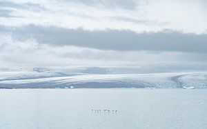 Des petits pingouins en vol au-dessus du paysage de la lagune du glacier Jökulsárlón sur Teun Janssen