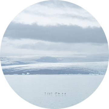 Alken in vlucht boven landschap van Jökulsárlón gletsjerlagune van Teun Janssen