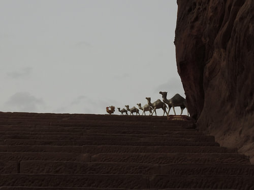 kameeltjes in Petra